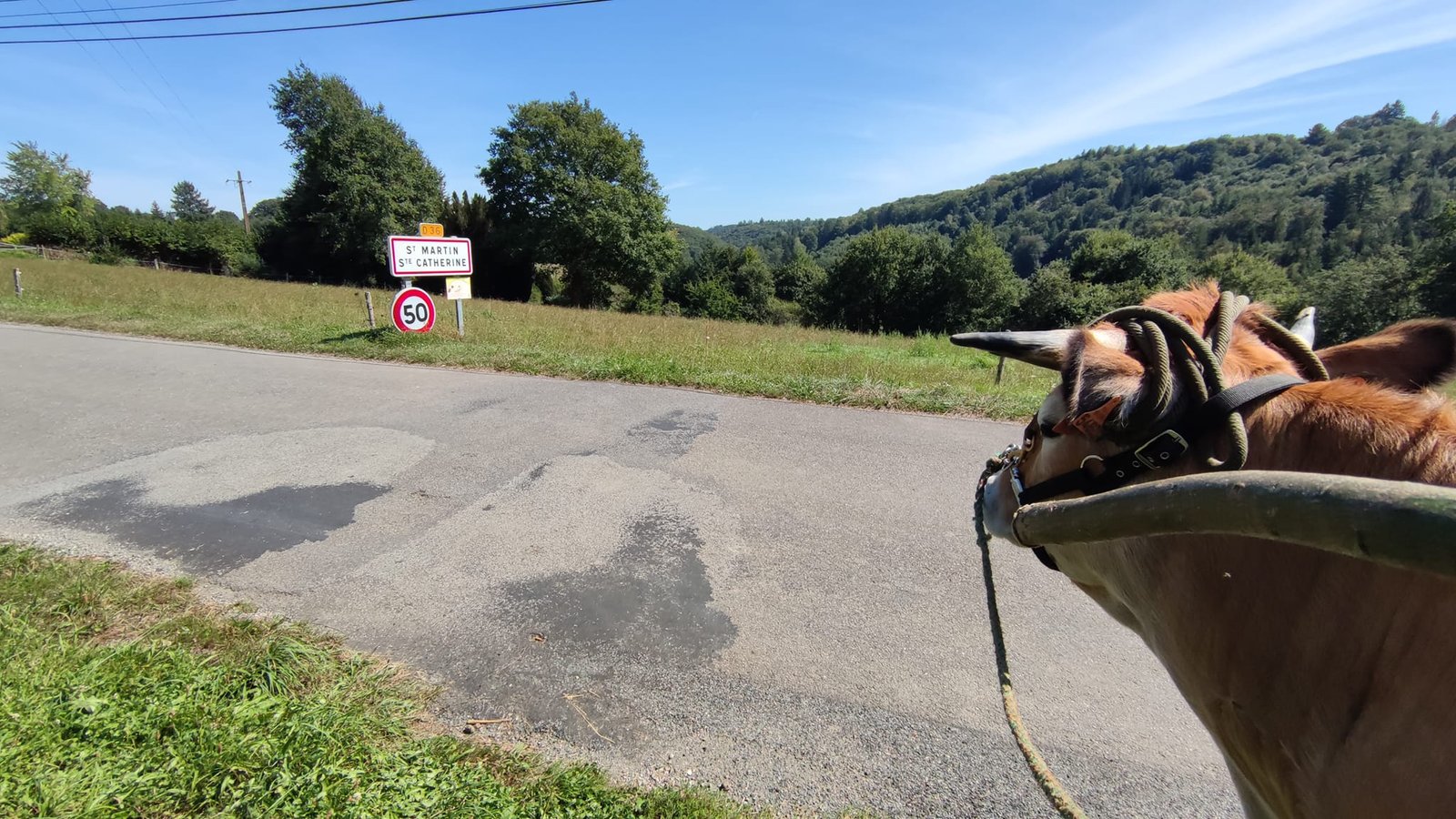 Aucune description de photo disponible. - La corne rose - Le voyage de Léonnie, Safran, et Bouleau 2023