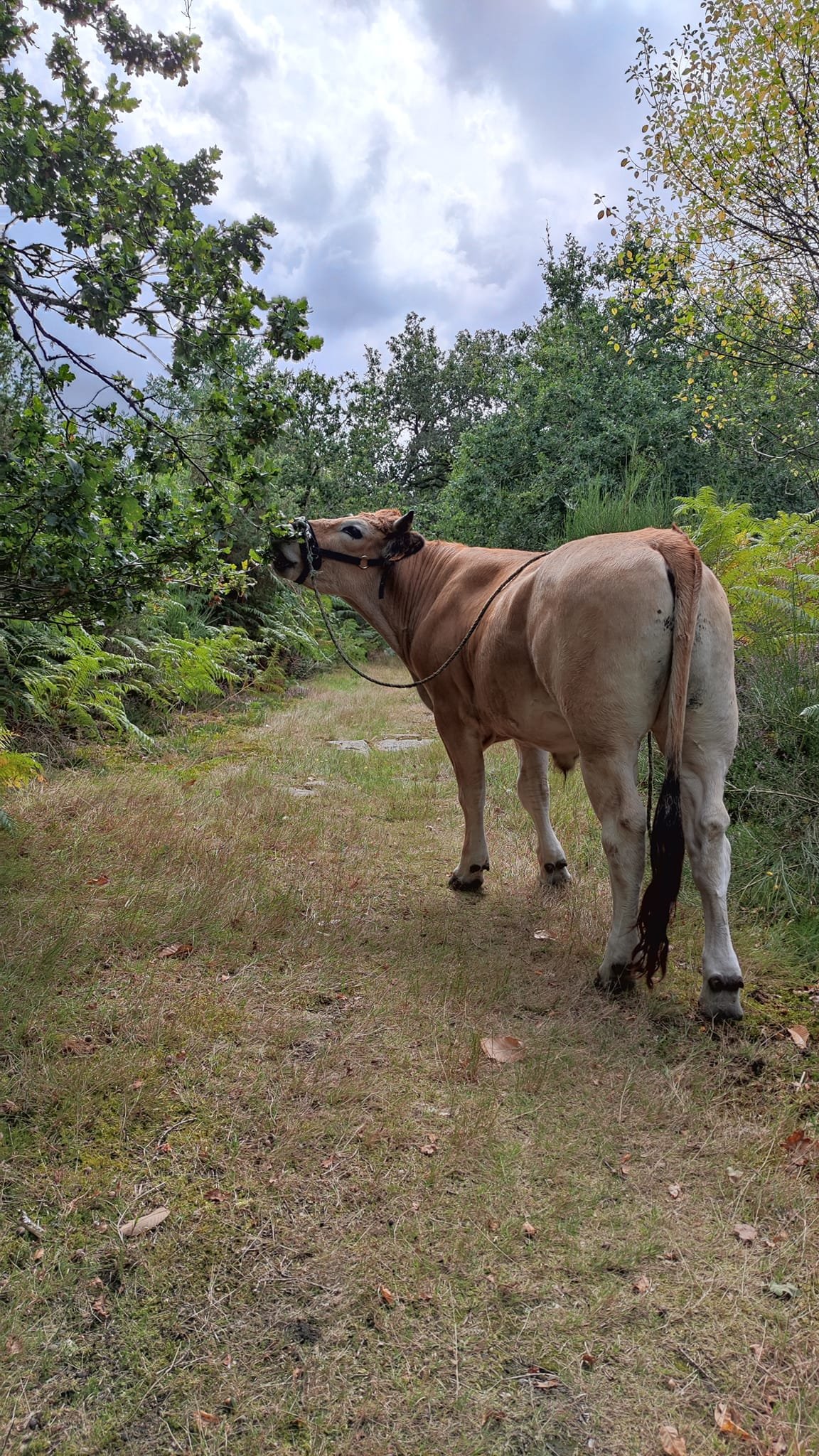 Aucune description de photo disponible. - La corne rose - Le voyage de Léonnie, Safran, et Bouleau 2023