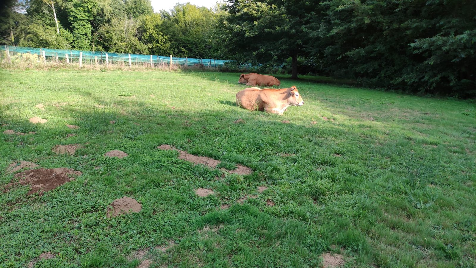 Aucune description de photo disponible. - La corne rose - Le voyage de Léonnie, Safran, et Bouleau 2023