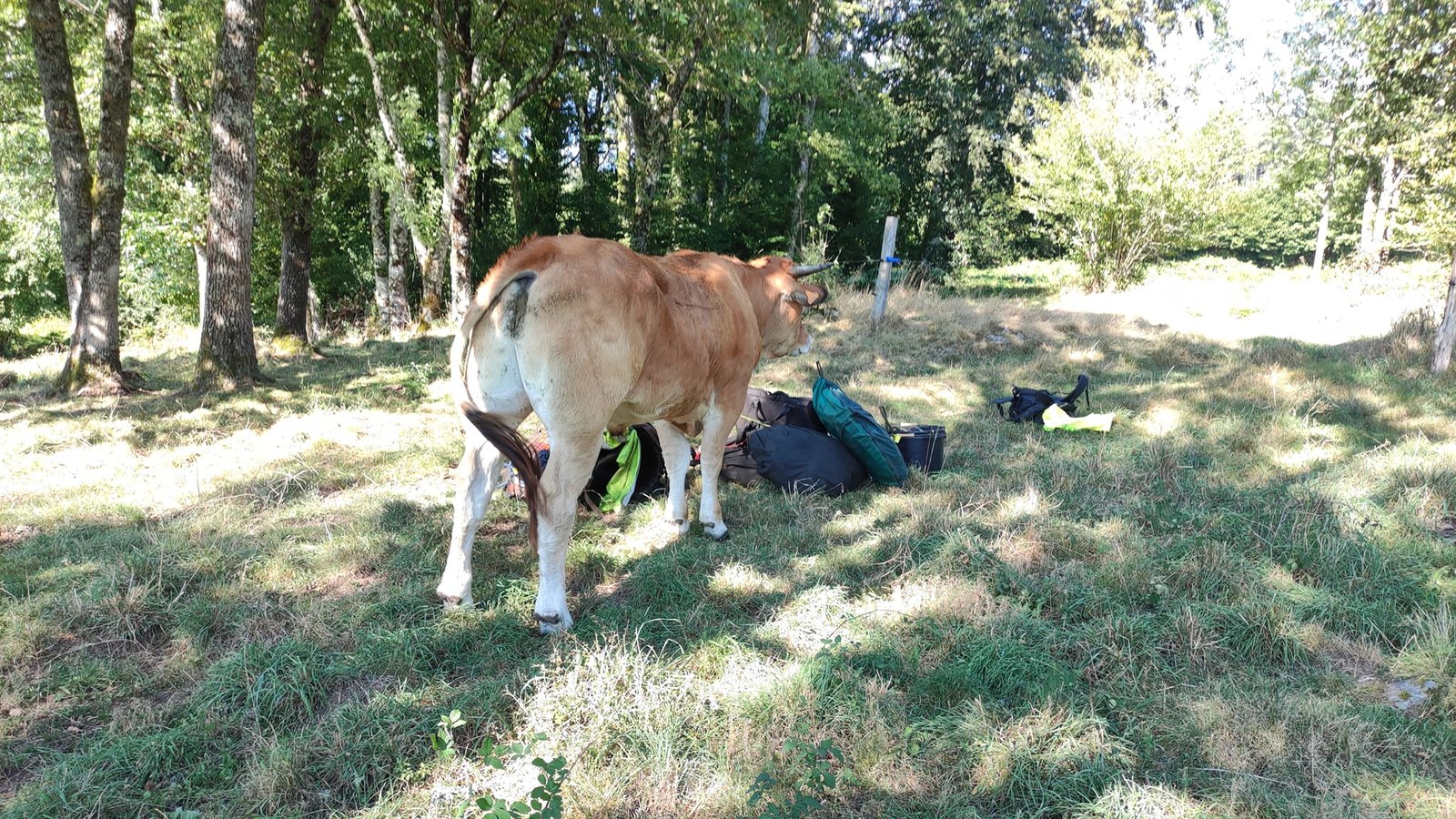 Aucune description de photo disponible. - La corne rose - Le voyage de Léonnie, Safran, et Bouleau 2023