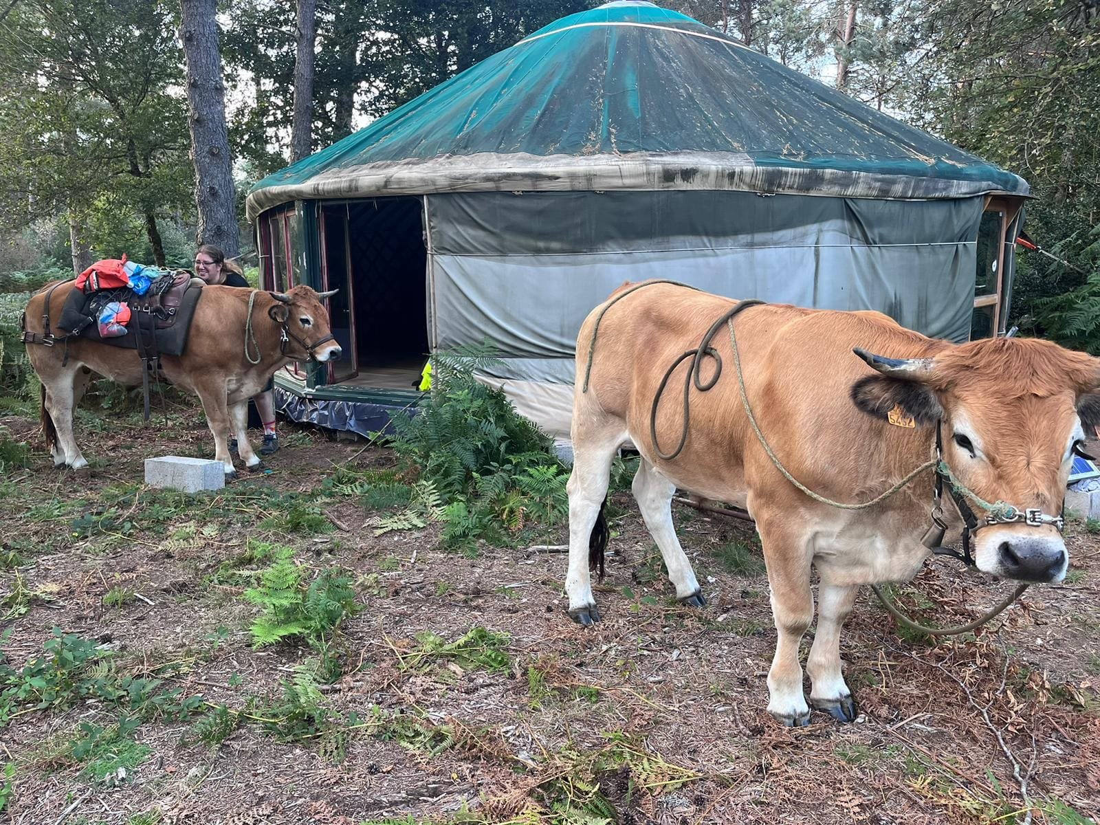 Aucune description de photo disponible. - La corne rose - Le voyage de Léonnie, Safran, et Bouleau 2023