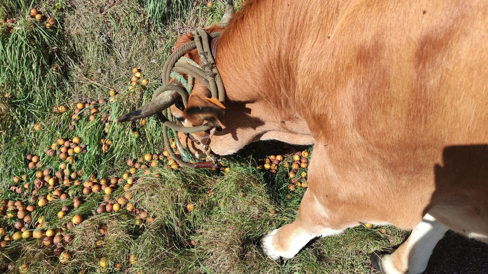 Aucune description de photo disponible. - La corne rose - Le voyage de Léonnie, Safran, et Bouleau 2023