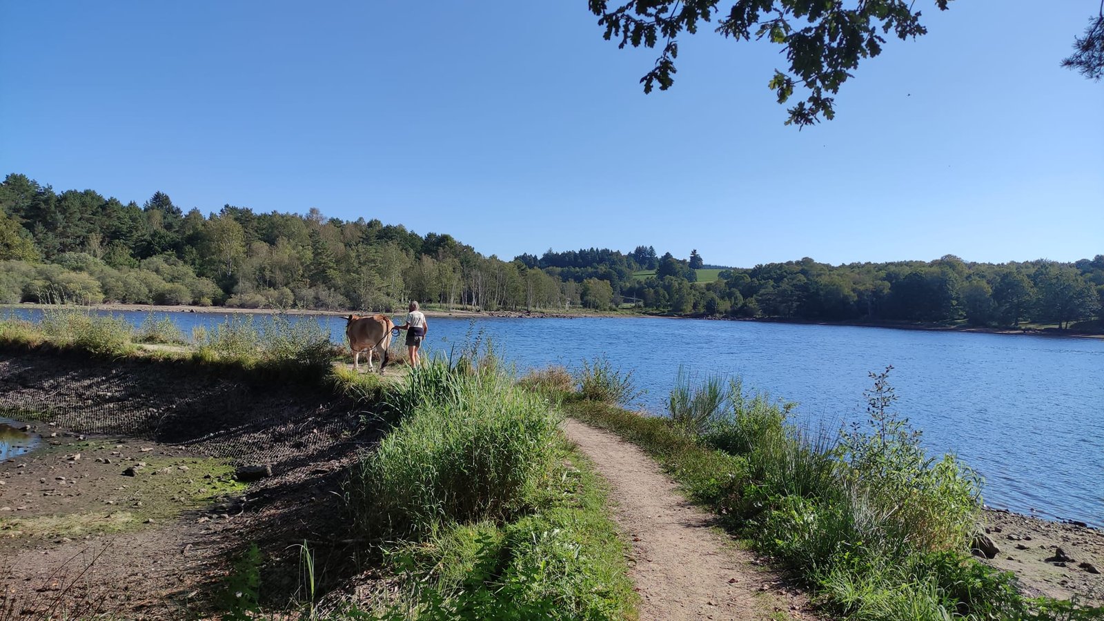 Aucune description de photo disponible. - La corne rose - Le voyage de Léonnie, Safran, et Bouleau 2023