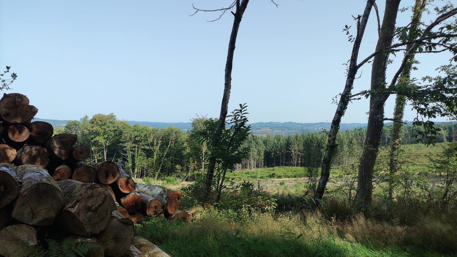 Aucune description de photo disponible. - La corne rose - Le voyage de Léonnie, Safran, et Bouleau 2023