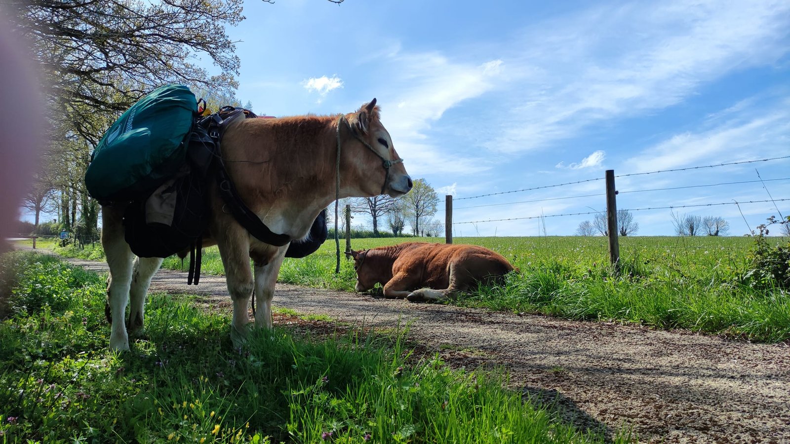 Aucune description de photo disponible. - La corne rose - Le voyage de Léonnie, Safran, et Bouleau 2023