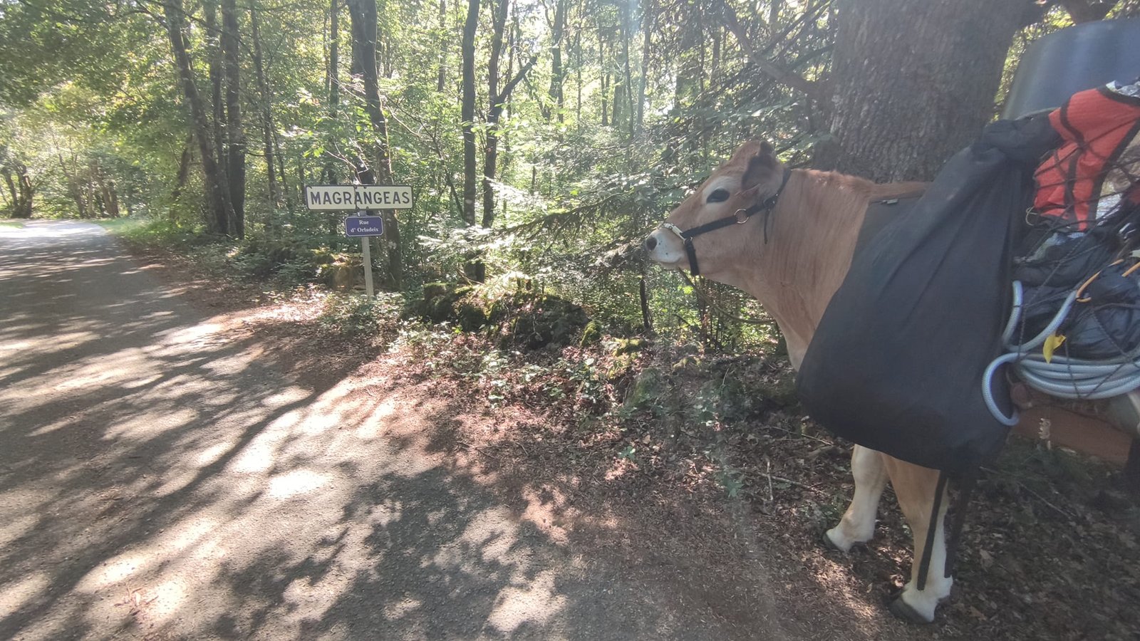 Aucune description de photo disponible. - La corne rose - Le voyage de Léonnie, Safran, et Bouleau 2023