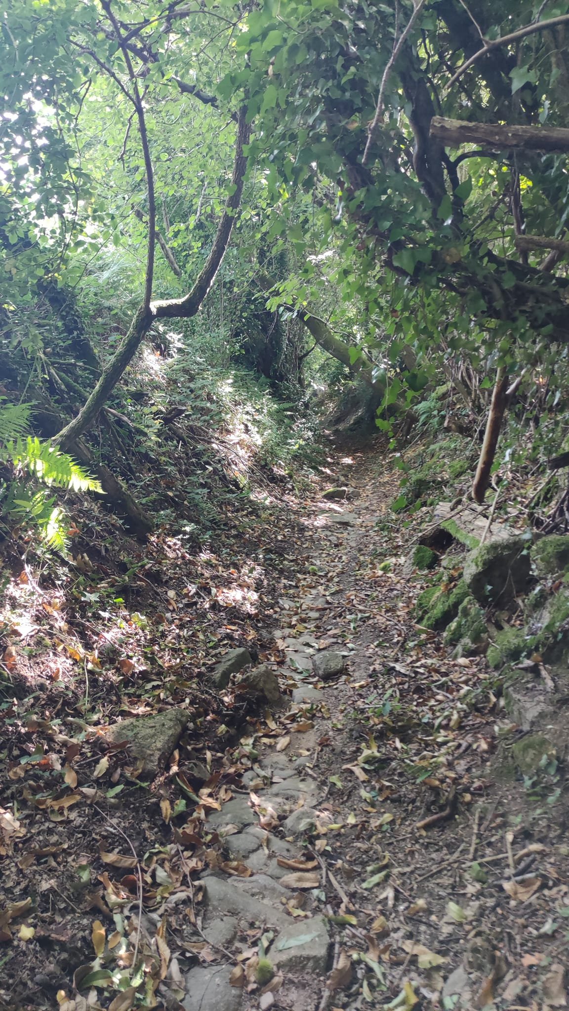 Aucune description de photo disponible. - La corne rose - Le voyage de Léonnie, Safran, et Bouleau 2023