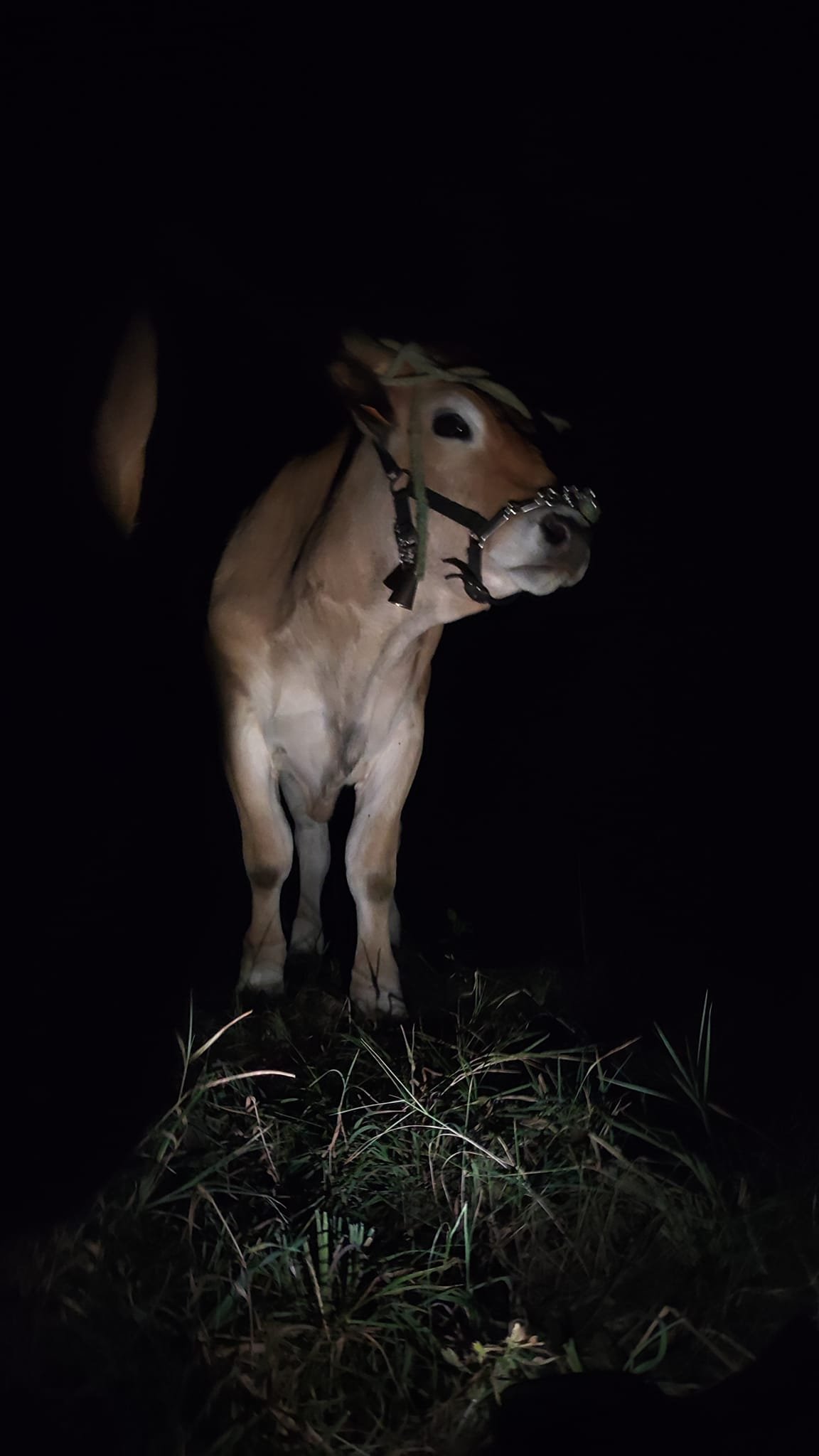 Aucune description de photo disponible. - La corne rose - Le voyage de Léonnie, Safran, et Bouleau 2023