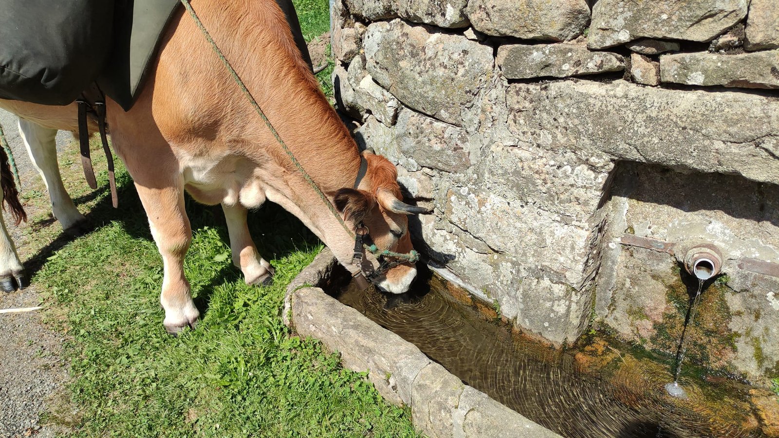 Aucune description de photo disponible. - La corne rose - Le voyage de Léonnie, Safran, et Bouleau 2023