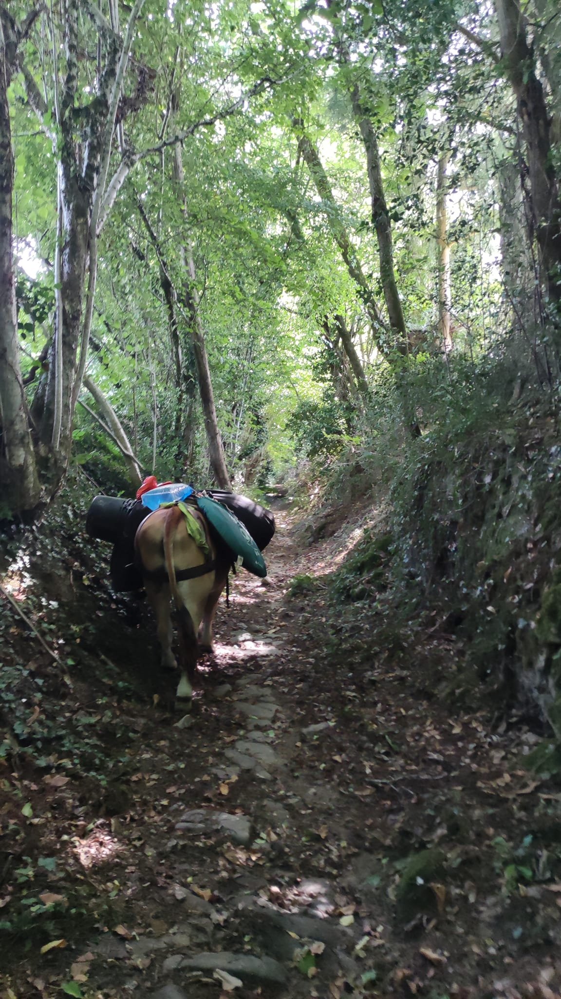 Aucune description de photo disponible. - La corne rose - Le voyage de Léonnie, Safran, et Bouleau 2023