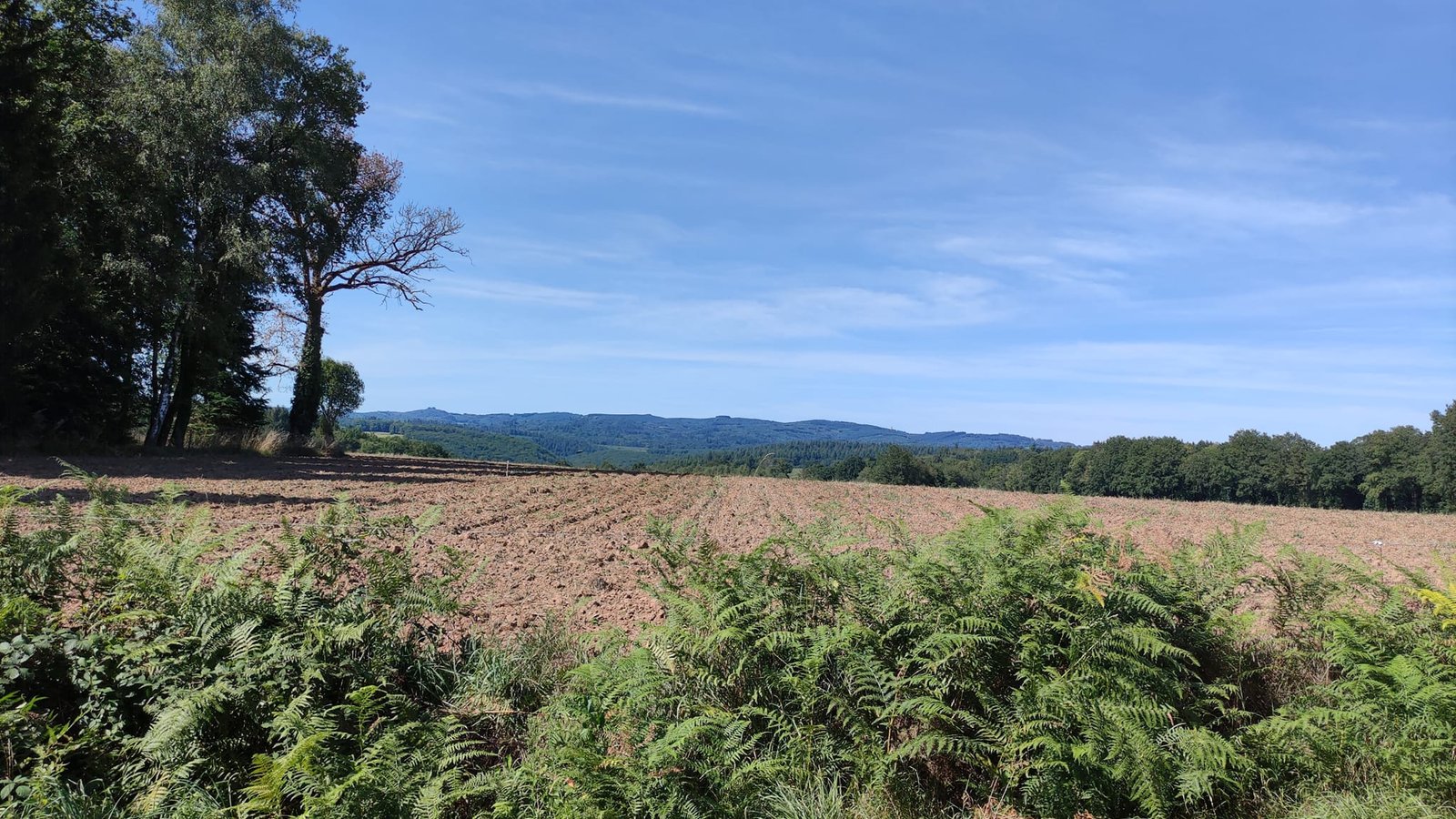 Aucune description de photo disponible. - La corne rose - Le voyage de Léonnie, Safran, et Bouleau 2023