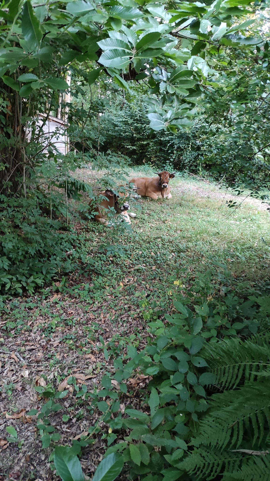 Aucune description de photo disponible. - La corne rose - Le voyage de Léonnie, Safran, et Bouleau 2023