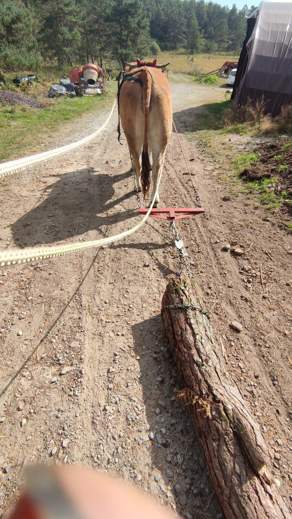 - Suite du voyage de Léonnie Biteau avec le rassemblement des meneurs de bovin 2023 (23)