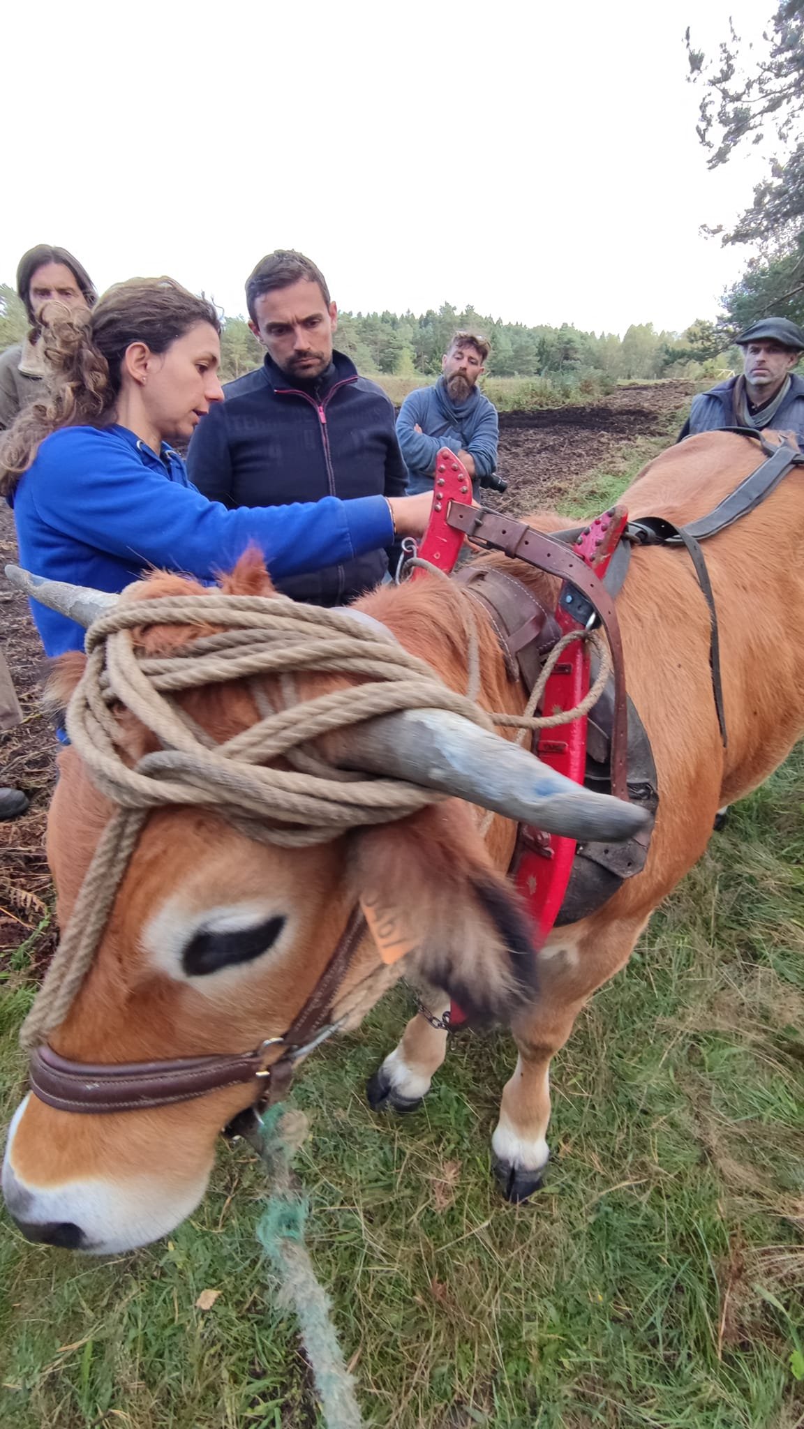 - Suite du voyage de Léonnie Biteau avec le rassemblement des meneurs de bovin 2023 (23)